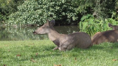 Cute deer in nature. Video stock 97912249