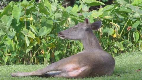 Cute deer in nature. Video stock 97914231