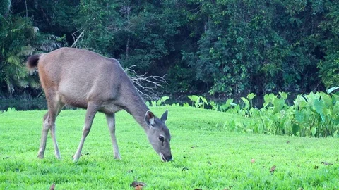Cute deer in nature. Video stock 100067429