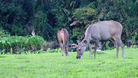 Cute deer in nature. Video stock 100067569