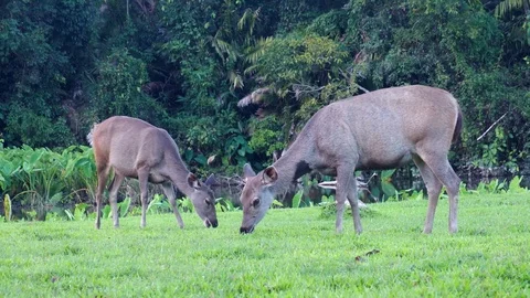 Cute deer in nature. Stock Footage 100067646