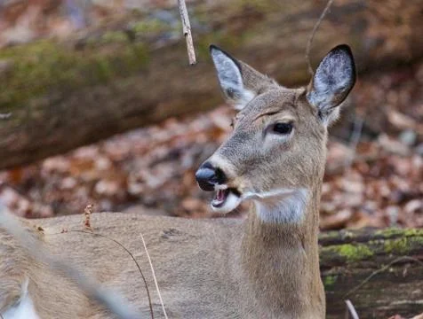 Cute deer is screaming something Stock Photos