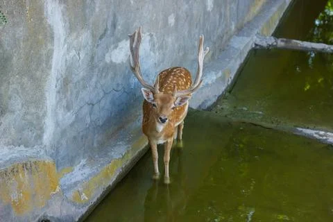 The cute deer in the zoo Фото