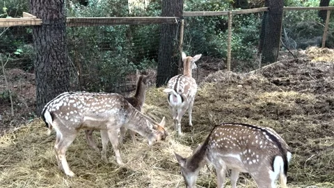 Cute deers in the forest Stock Footage 293900523