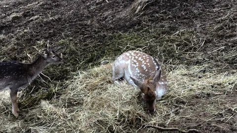 Cute deers in the forest Stock Footage 293900879