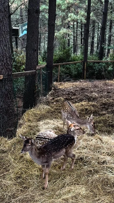 Cute deers in the forest Stock Footage 293901129