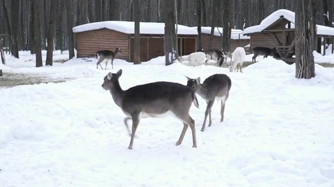 Cute deers running in the zoo Stock Footage