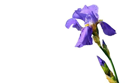 Cute delicate violet lilac iris flower on white Stock Illustration