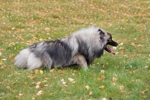 Cute deutscher wolfspitz is lying on the green grass in autumn park. Keeshond Stock Photos