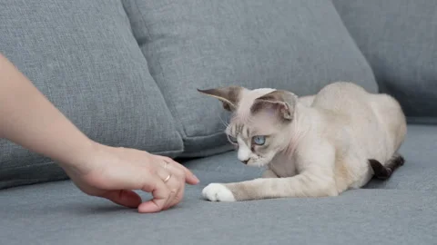 A cute Devon Rex kitten ignores a hand on a sofa and displays indifference. Видео 340163314
