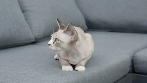 A cute Devon Rex kitten lies on a comfortable gray sofa in a living room. Stock Footage 340162862