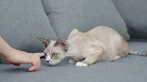 A cute Devon Rex kitten sniffs a finger and touches a hand on a gray sofa. Видео 340163420