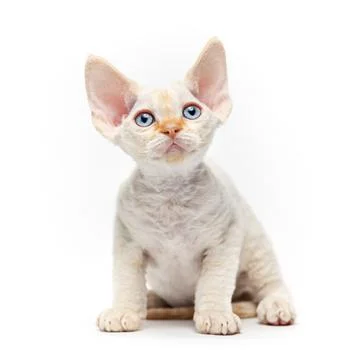 Cute devon rex kittens. Stock Photos