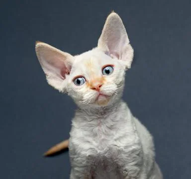 Cute devon rex kittens. Stock Photos