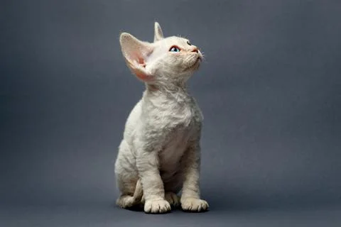 Cute devon rex kittens. Stock Photos