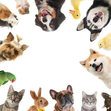 Cute different animals on white background, collage 스톡 사진
