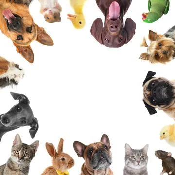 Cute different animals on white background, collage Foto stock
