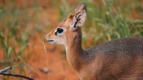Cute dik-dik antelope in the wild african savanna habitat Video stock 339305778