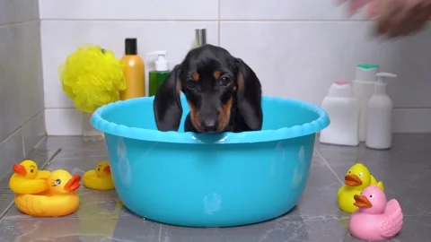 Bathe Puppy Dog Stock Video Footage 