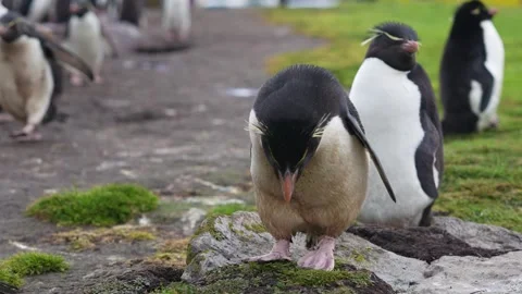 Cute Dirty Mud Covered Rockhopper Penguin Colony in the Falkland Islands Wi.. Stock Footage 340287865
