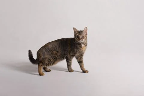 Cute disabled rescue cat studio portrait Foto stock