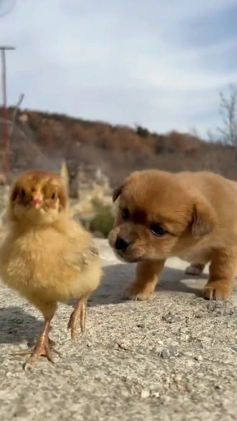 Cute Dog 1 Video stock 171691499