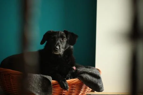 Cute dog 1 Stock Photos