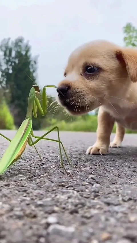 Cute Dog 2 Video stock 171691511