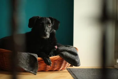 Cute dog 2 Stock Photos