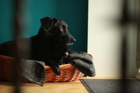Cute dog 3 Stock Photos