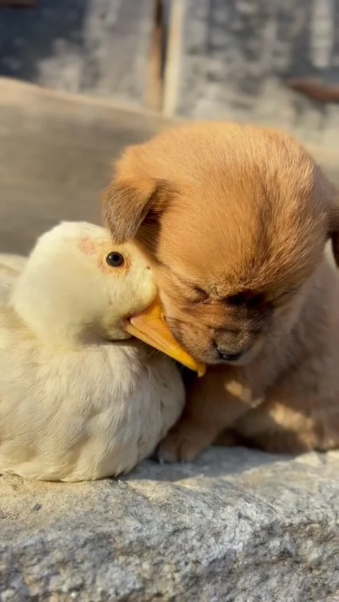 Cute Dog 4 Video stock 171691515