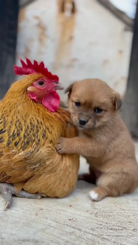 Cute Dog 5 Video stock 171691517