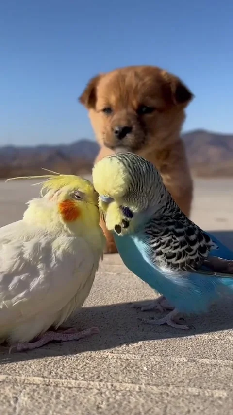 Cute Dog 6 Video stock 171691521