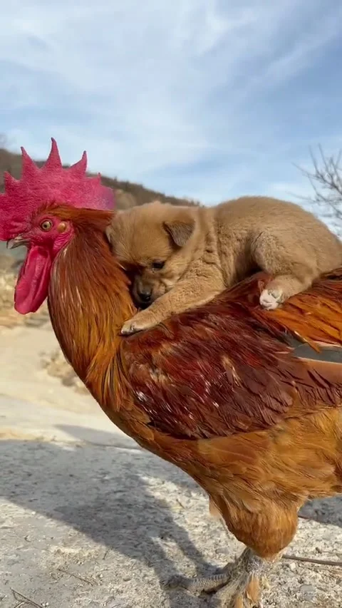 Cute Dog 7 Video stock 171691535