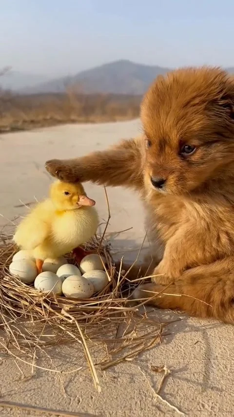 Cute Dog 7 Video stock 171692314