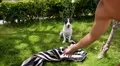 Cute Dog and Man Are Playing in Park. HD Footage