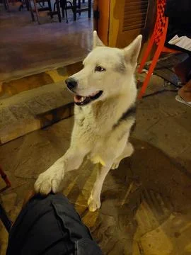 Cute dog asking for affection Stock Photos