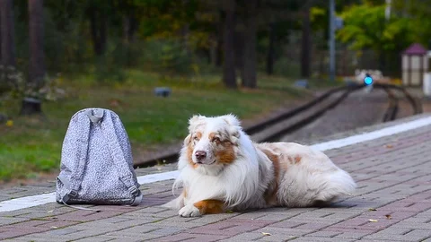 Cute dog with backpack 動画素材 99782192