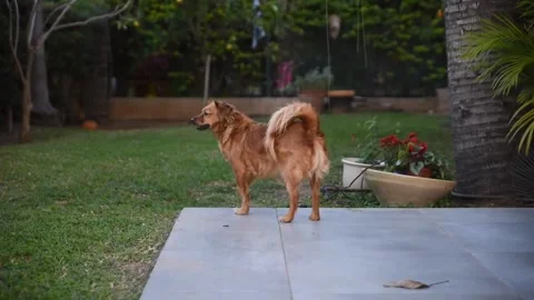 Cute dog in backyard garden. Stock Footage 305291160