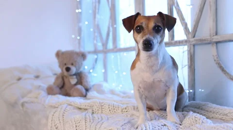 Cute dog bark Vídeo Stock 45933084