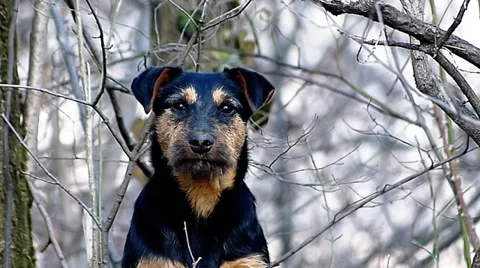 Cute dog  barking. Slow motion. Video stock 35933202