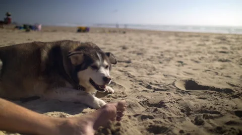 Cute dog at the beach Stock Footage 54054013