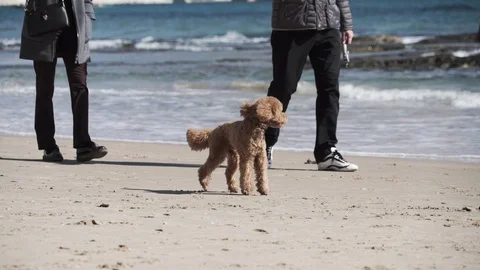 Cute dog on beach Vídeos de archivo 89650429