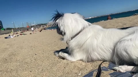 Cute dog on a beach Видео 247184887