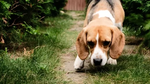 Cute dog beagle coming to the camera to take some dog food pedigree, eating Stock Footage 157883762