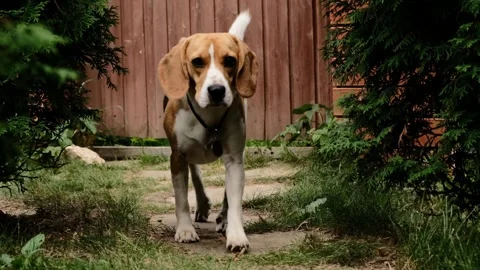 Cute dog beagle coming to the camera and sniff the grass Stock Footage 159726762