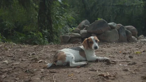 Cute dog beagle laying down on the ground nature and rocks on the background Stockbeeldmateriaal 151691538