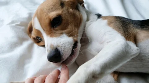Cute dog beagle playing with hand close up Stock Footage 126207348