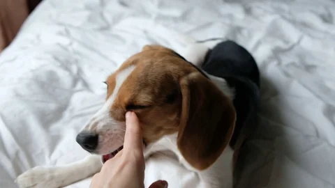 Cute dog beagle playing with hand close up Video stock 127790856