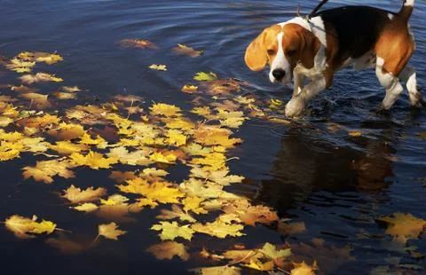 Cute dog beagle in a puddle with autumn leaves Stock Photos